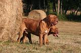 DOGUE DE BORDEAUX 406